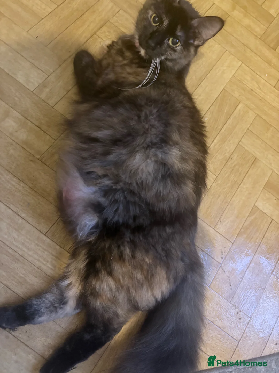 Mixed Breed cats for sale: Beautiful kittens  in Billericay - Advert 8