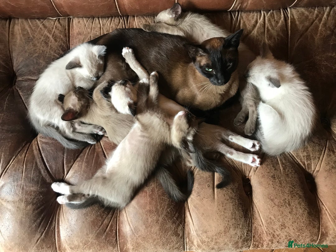 Burmese cats for sale: Exquisite Tonkdolls - Image 8