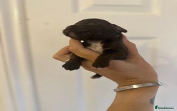 Cockapoo dogs for sale: F1 Cockapoo Puppies - Rainbow litter  - Image 6