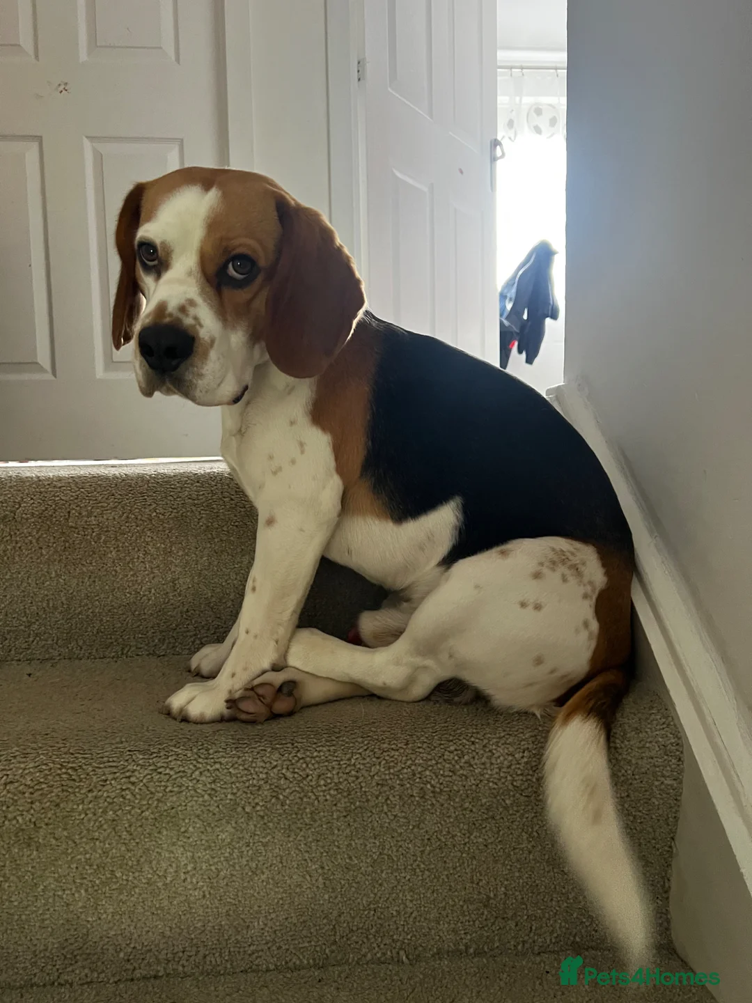 Beagle dogs for stud: Beautiful Beagle Stud Dog – Edinburgh Area in Gorebridge - Advert 4