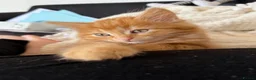 Mixed Breed cats for sale: Persian cross ginger male kittens X4! READY TO GO - Advert 11