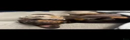 Miniature Dachshund dogs for sale: KC registered MINIATURE DACHSHUND GIRLS - Advert 9