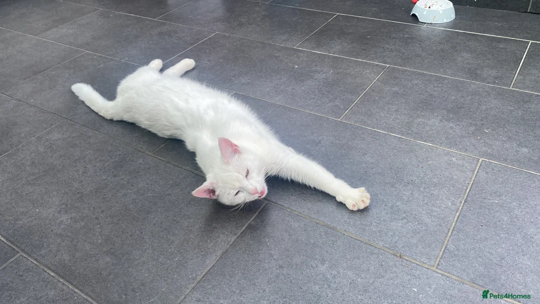 Mixed Breed cats for sale: Cat looking for quieter home - Advert 3