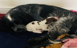 Sprocker dogs for sale: Norwich  - Image 24