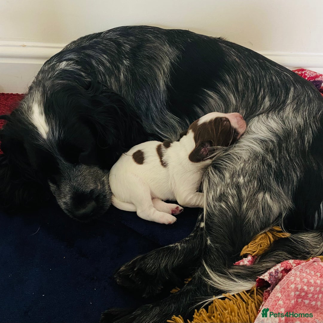 Sprocker dogs for sale: Norwich  - Image 24