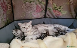 British Shorthair cats for sale: British Shorthair Silver Tabby  - Image 16