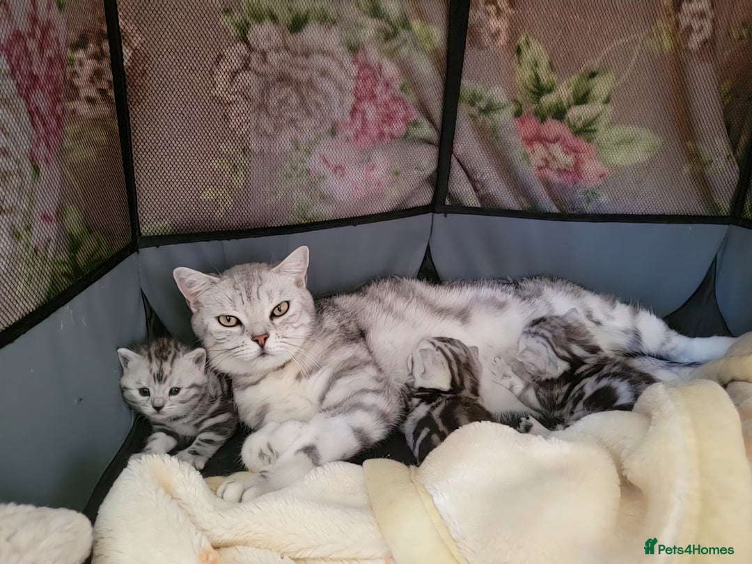 British Shorthair cats for sale: British Shorthair Silver Tabby  - Image 16