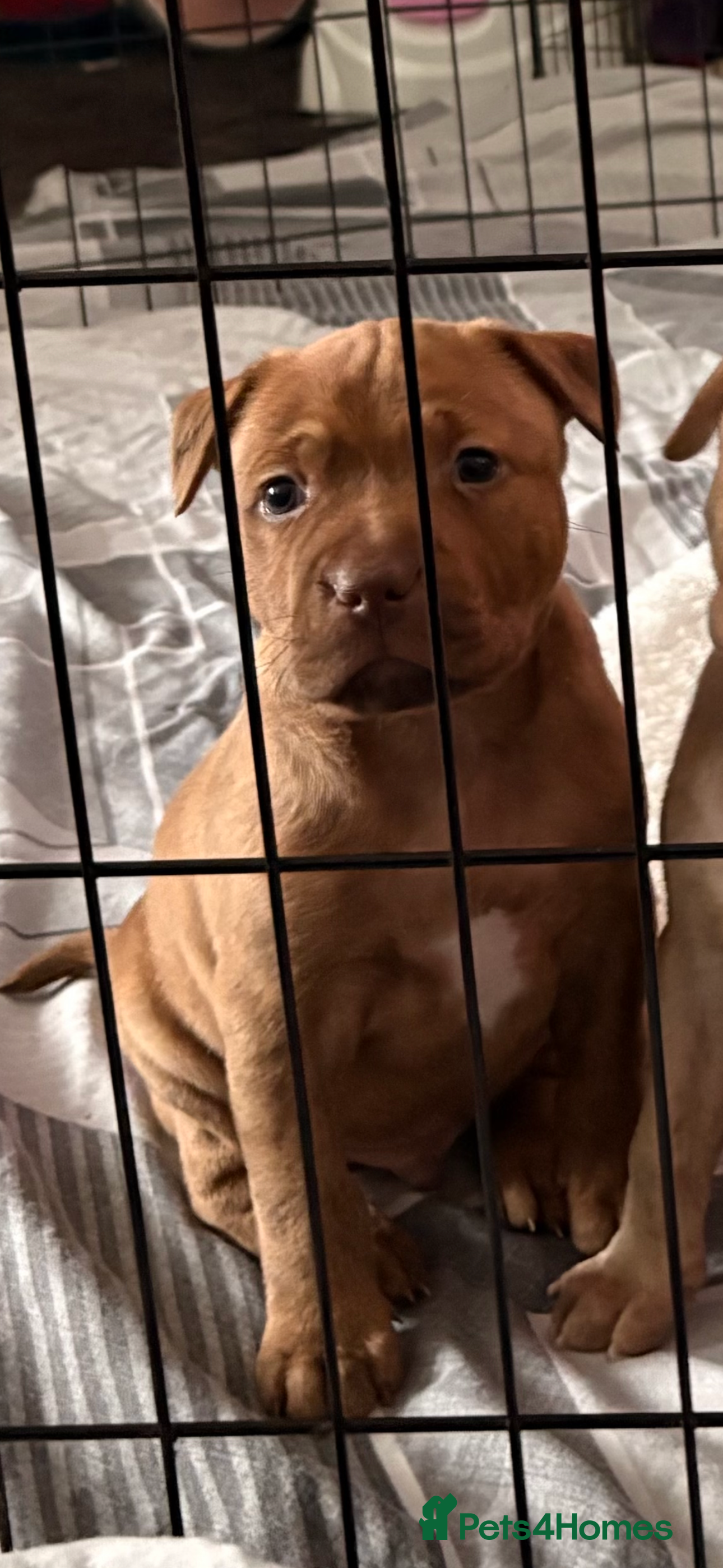 American Bull Staffy dogs 1 beautiful puppy available - Advert 20