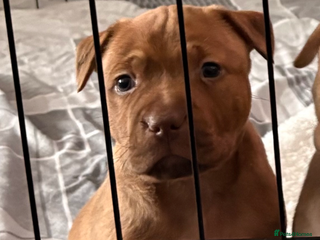 American Bull Staffy dogs 1 beautiful puppy available - Advert 5