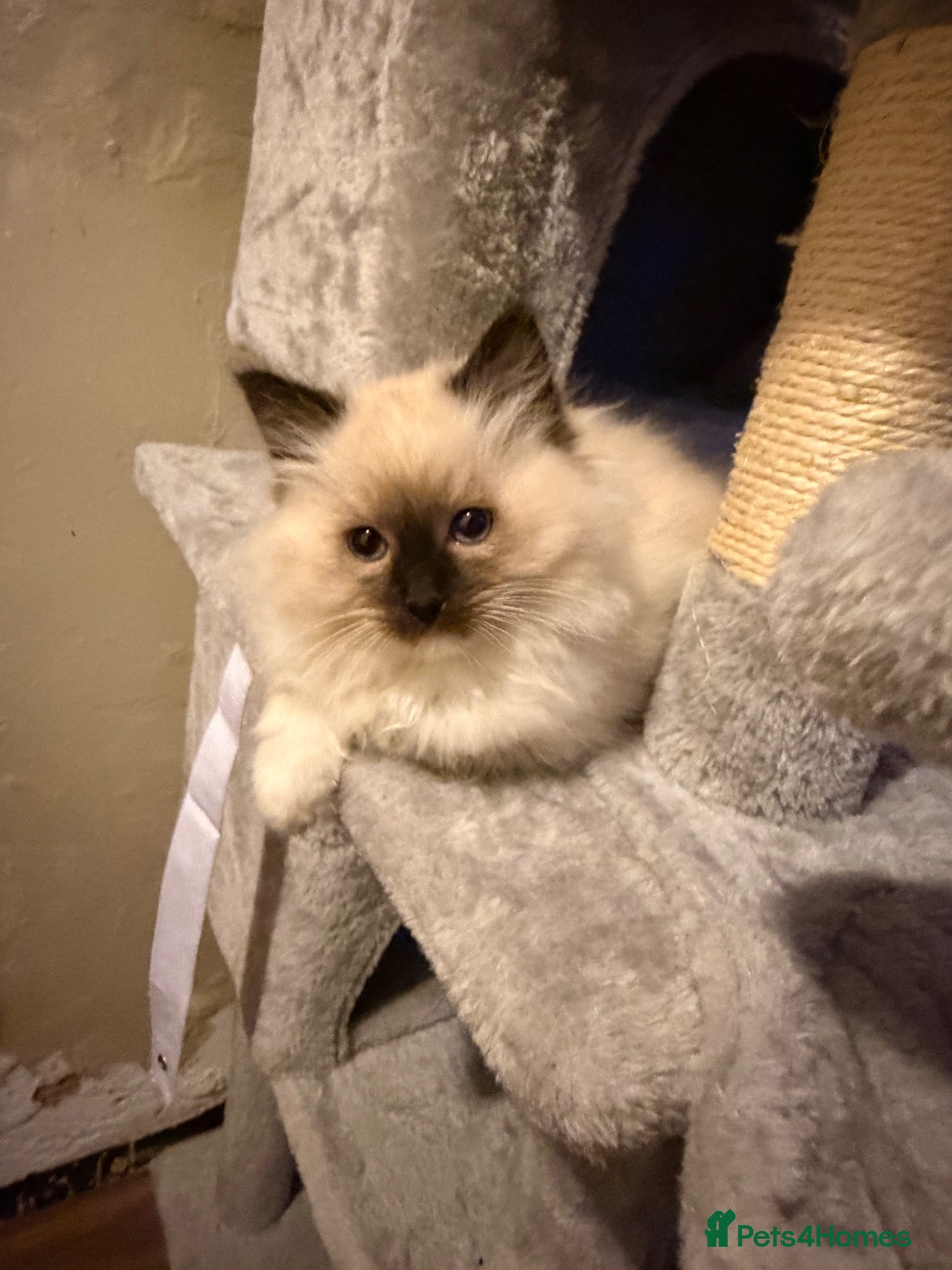 Ragdoll cats Seal point/seal point mitted and mitted blue point - Advert 2