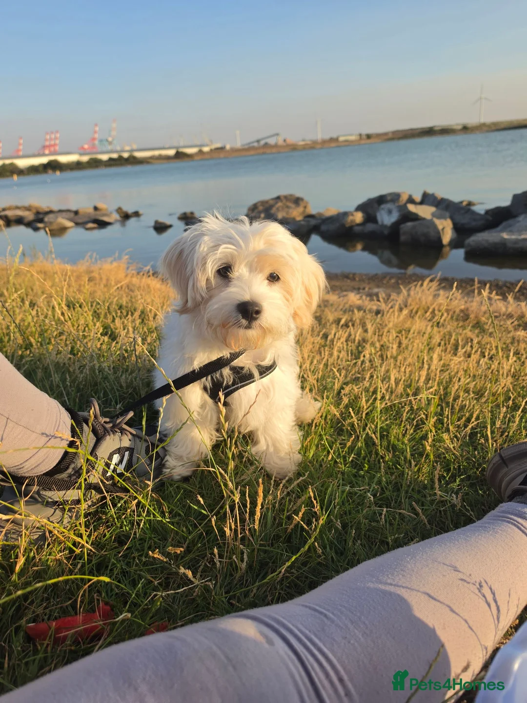 Malshi dogs for sale: 5 Months Old Malshi in Bootle - Advert 1