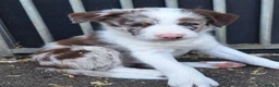Border Collie dogs for sale: Beautiful fluffy Collie Pups for Sale - Advert 12