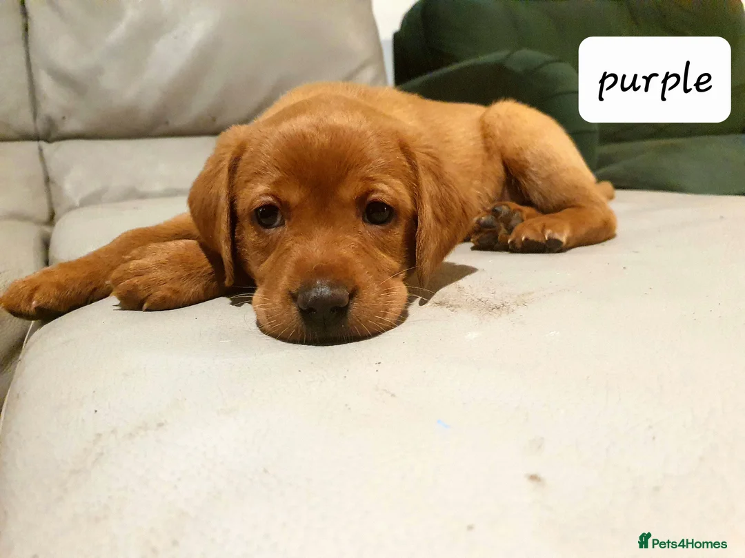 Labrador Retriever dogs for sale: Deep Fox Red KC Labs - Advert 4