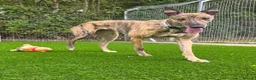 Greyhound dogs for adoption: Lady  - Advert 5