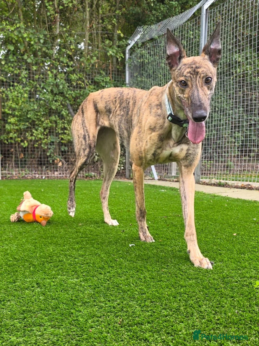 Greyhound dogs for adoption: Lady  - Advert 5