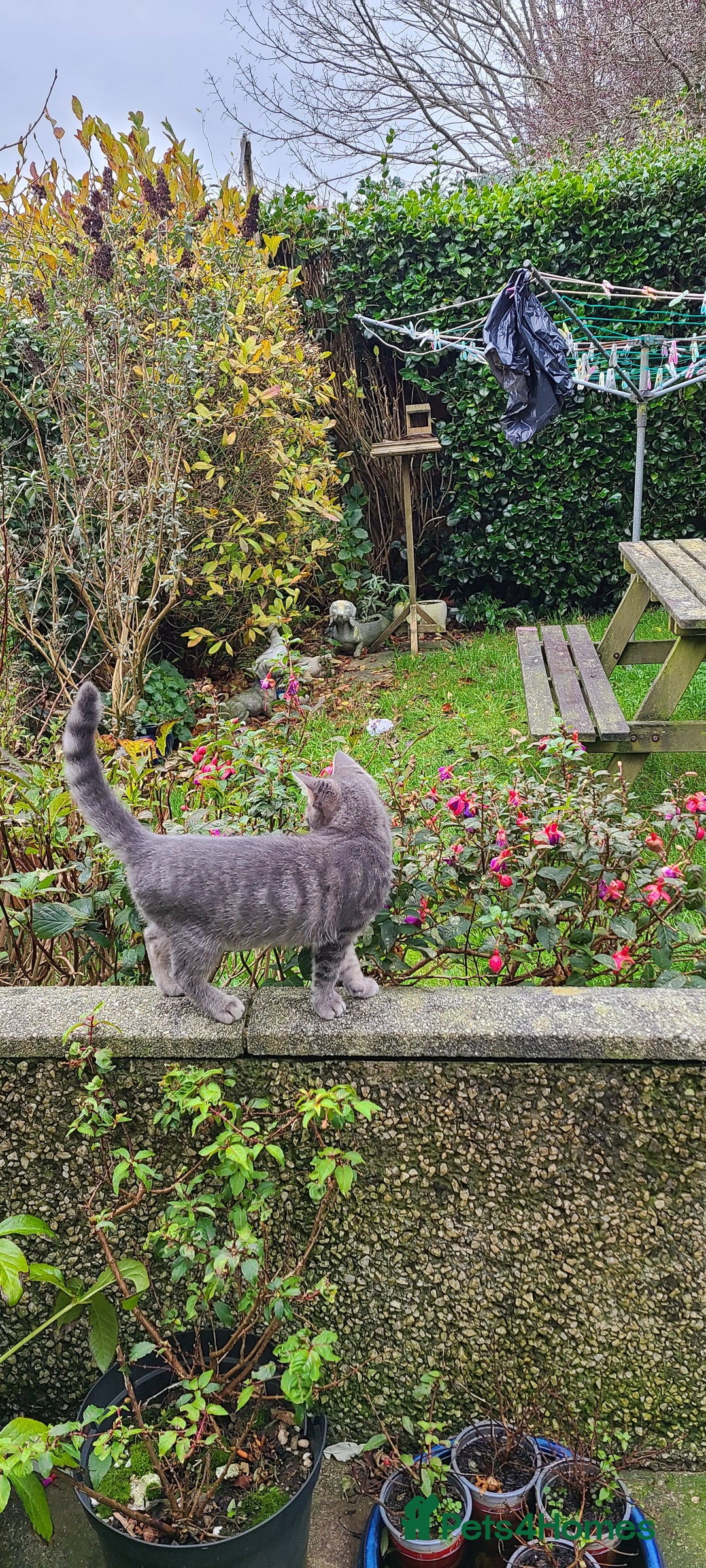 Domestic Shorthair cats for sale: Emily, Truro.  - Advert 4