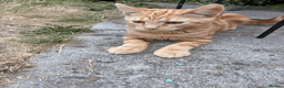 Domestic Shorthair cats for sale: Ash & Cody  - Advert 10