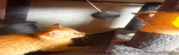 Mixed Breed cats for sale: Beautiful ginger kittens! in Chesterfield - Advert 9
