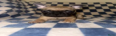 Frug 5
