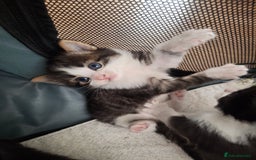 Domestic Shorthair cats for sale: Two beautiful looking male kittens  - Image 1