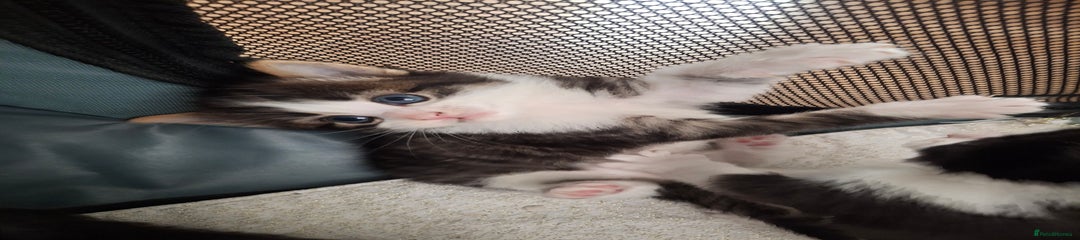 Domestic Shorthair Kitten 1