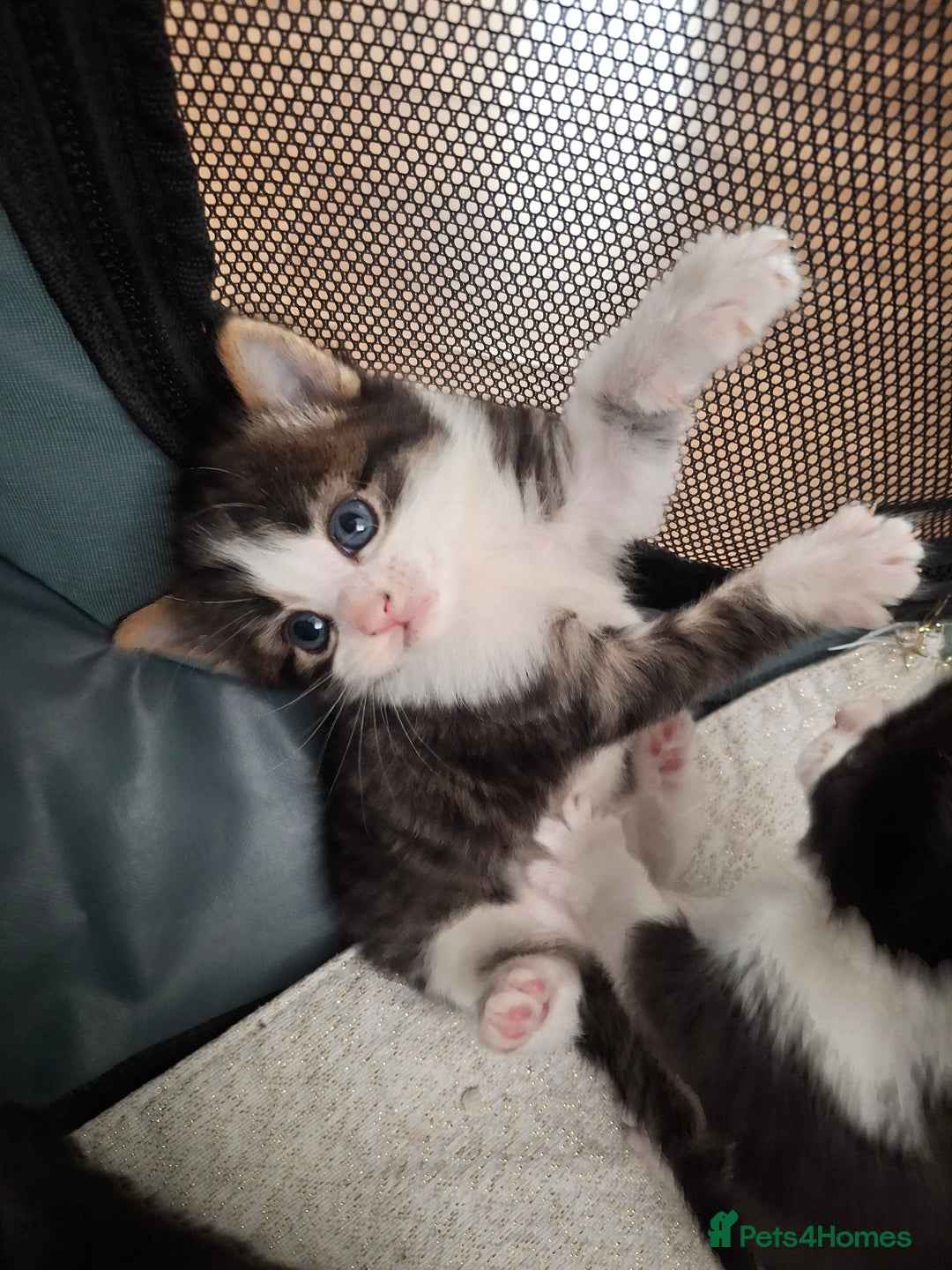 Domestic Shorthair cats for sale: Two beautiful looking male kittens  - Image 1