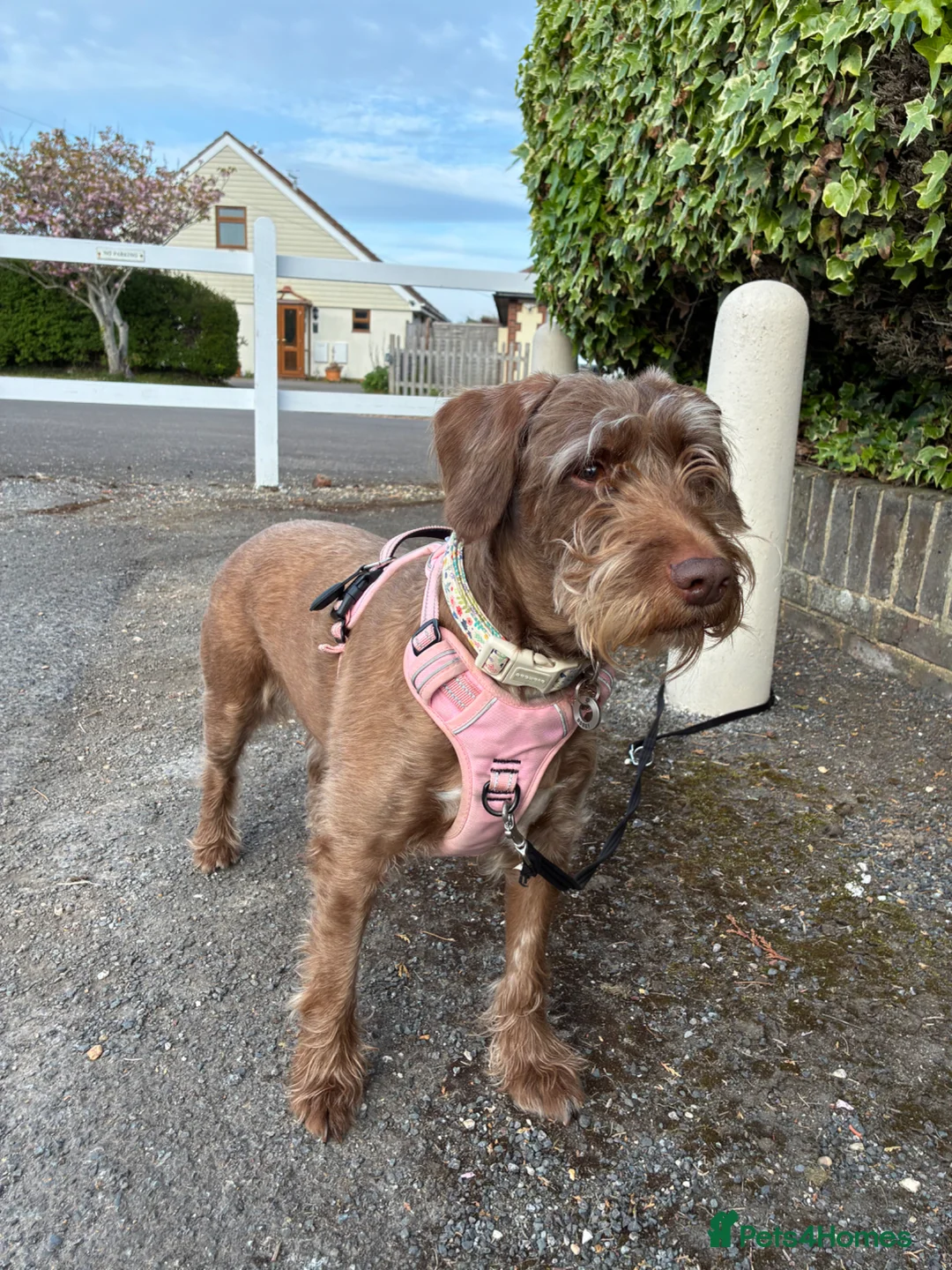 Mixed Breed dogs for sale: Dobby mixed breed female  - Advert 1