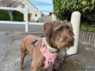 Mixed Breed dogs Dobby mixed breed female - Advert 8