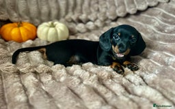 Dachshund dogs for sale: Dachshunds mini puppies   - Image 27