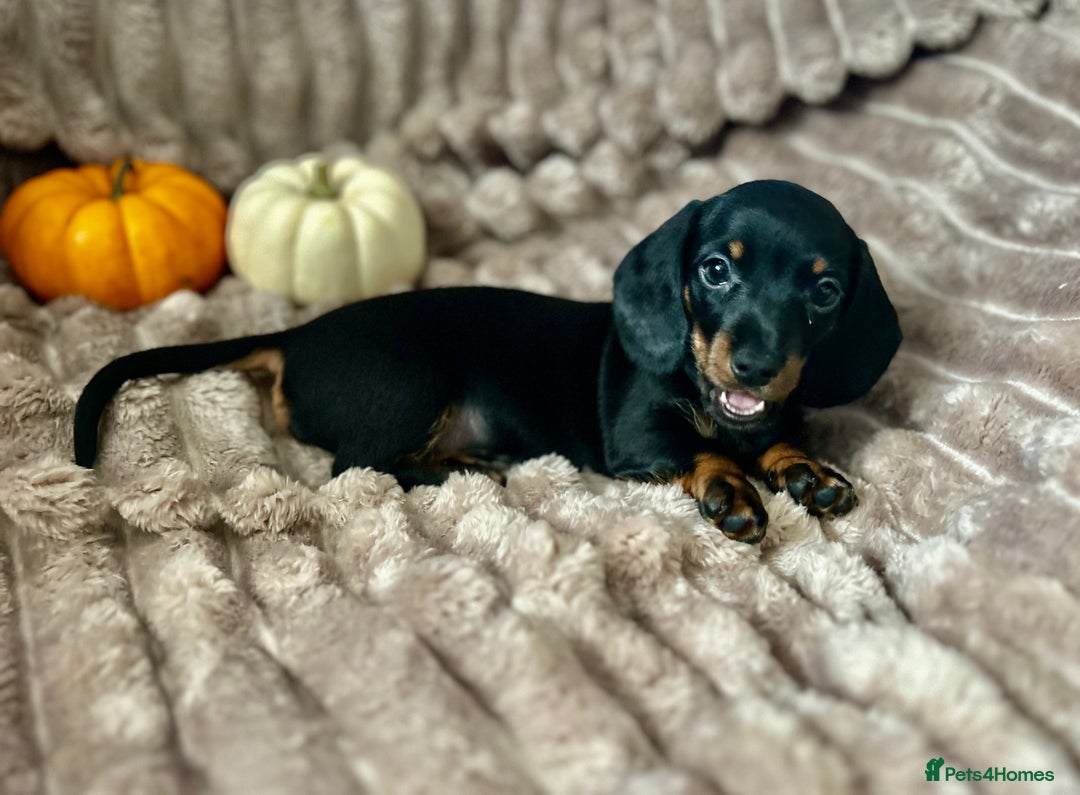 Dachshund dogs for sale: Dachshunds mini puppies   - Image 27
