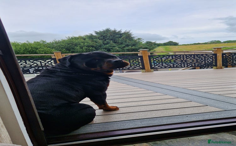 Rottweiler dogs - Advert 2