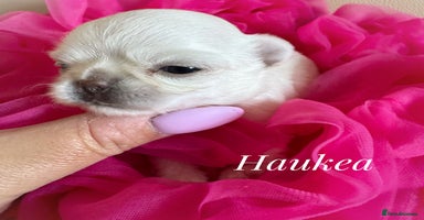 Chihuahua dogs - Advert 9
