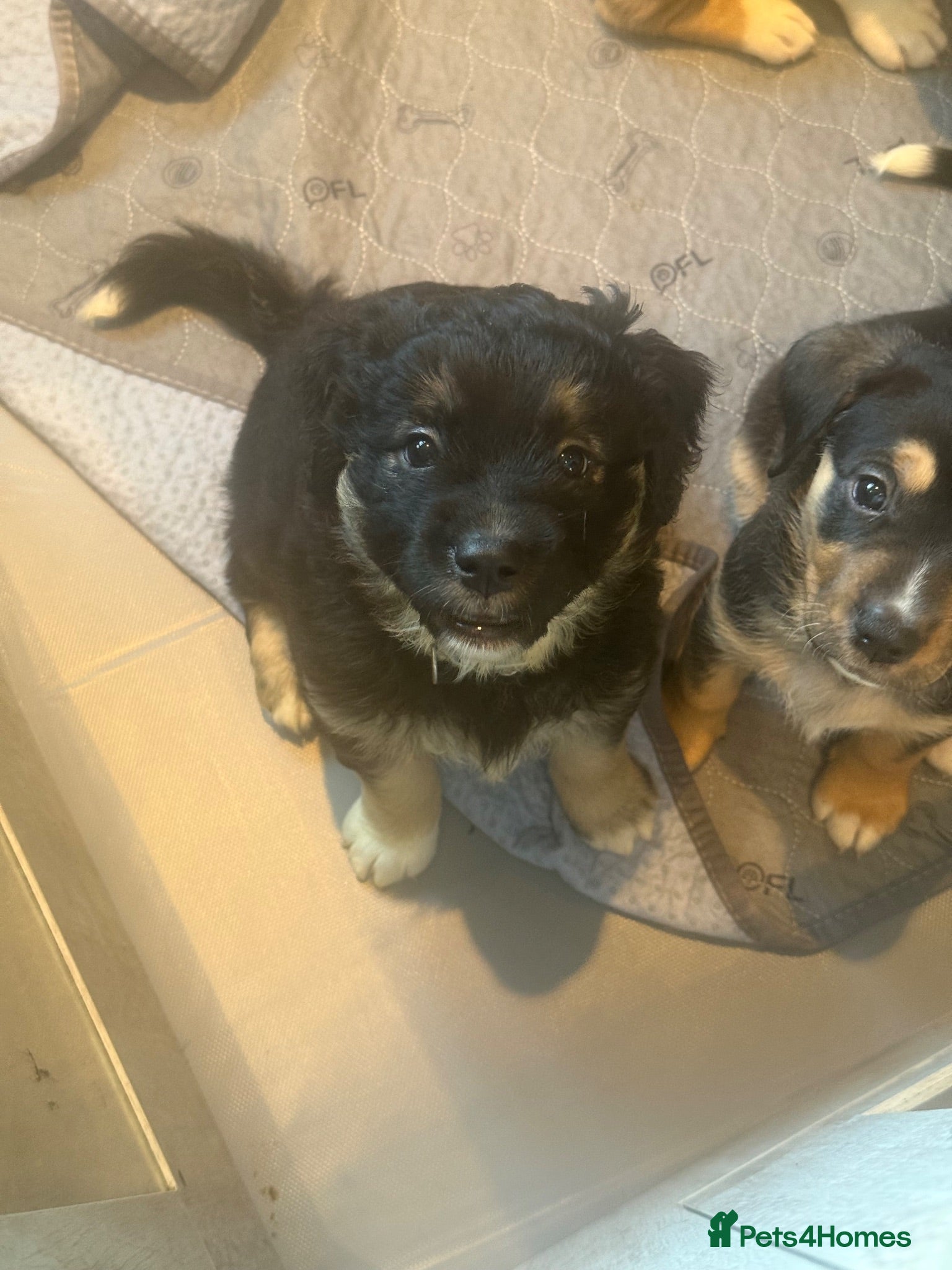 Mixed Breed dogs Mixed breed puppies for sale - Advert 2