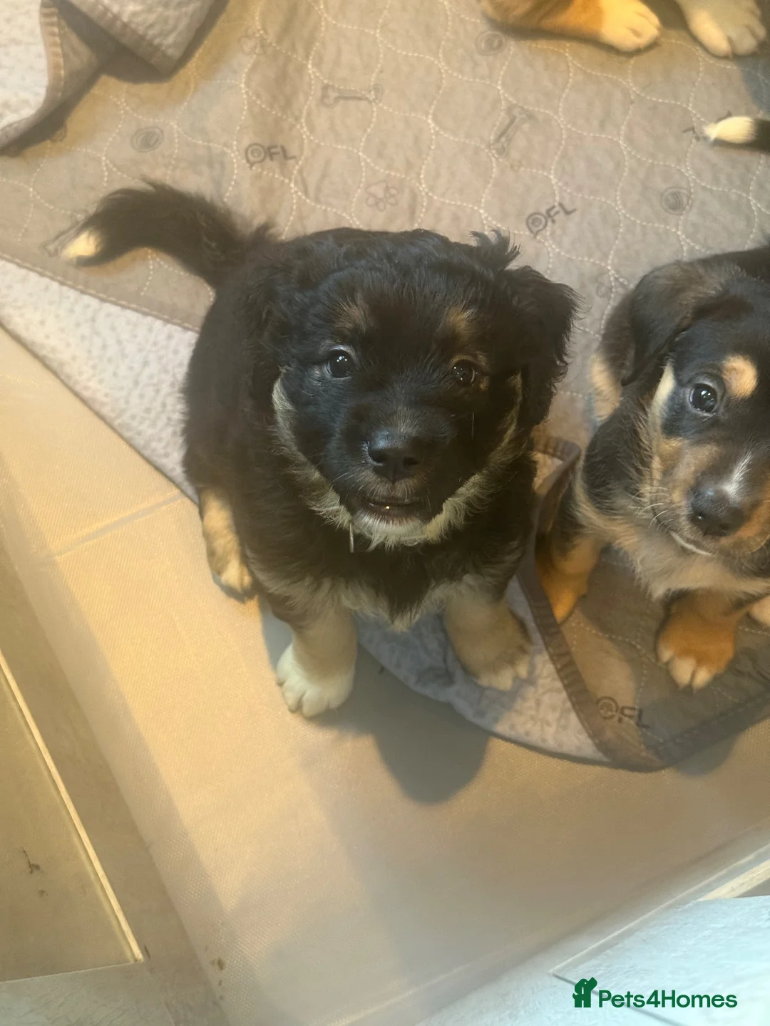 Mixed Breed dogs for sale: Mixed breed puppies for sale in Worthing - Advert 2