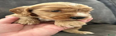 Cockapoo 1