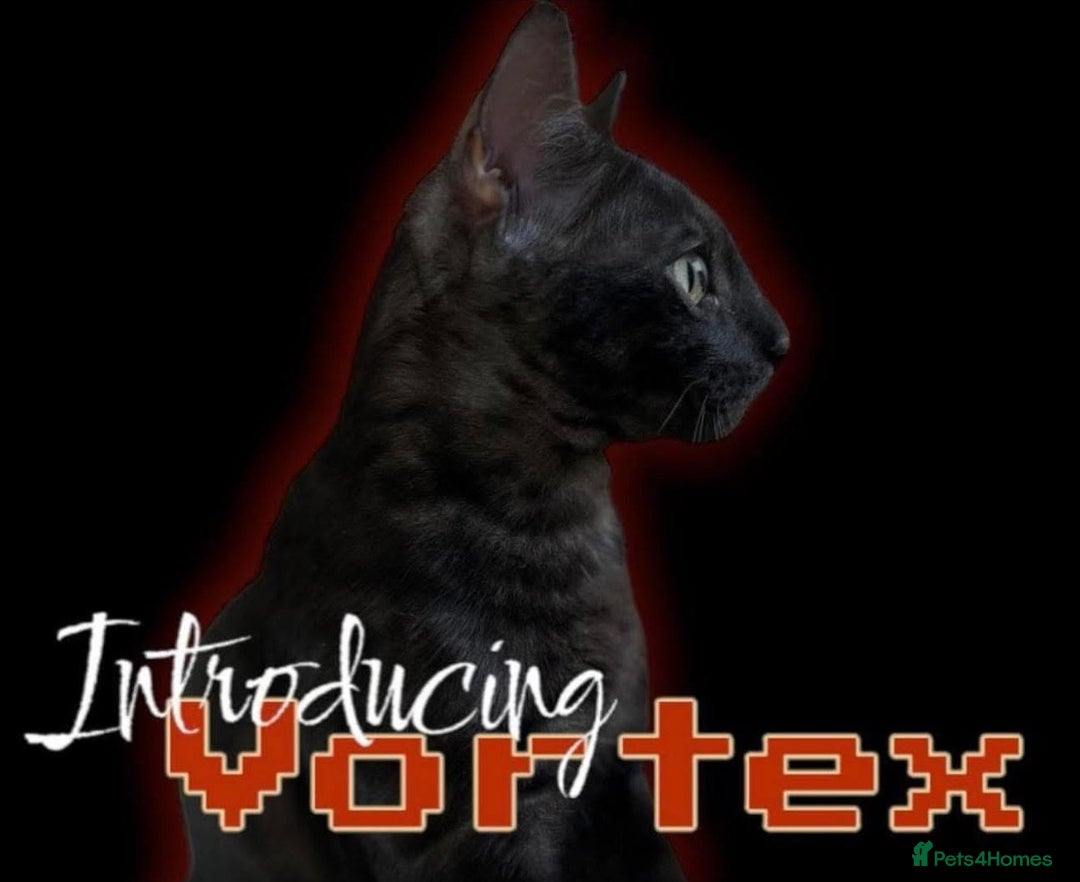 Bengal cats for sale: Upcoming litter - register interest 🐆💎🤍🩶🖤 - Advert 2