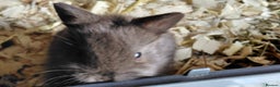 Netherland Dwarf rabbits for sale: Netherland dwarf BLACK & A CHOC BUCK  TO RESERVE  - Advert 20