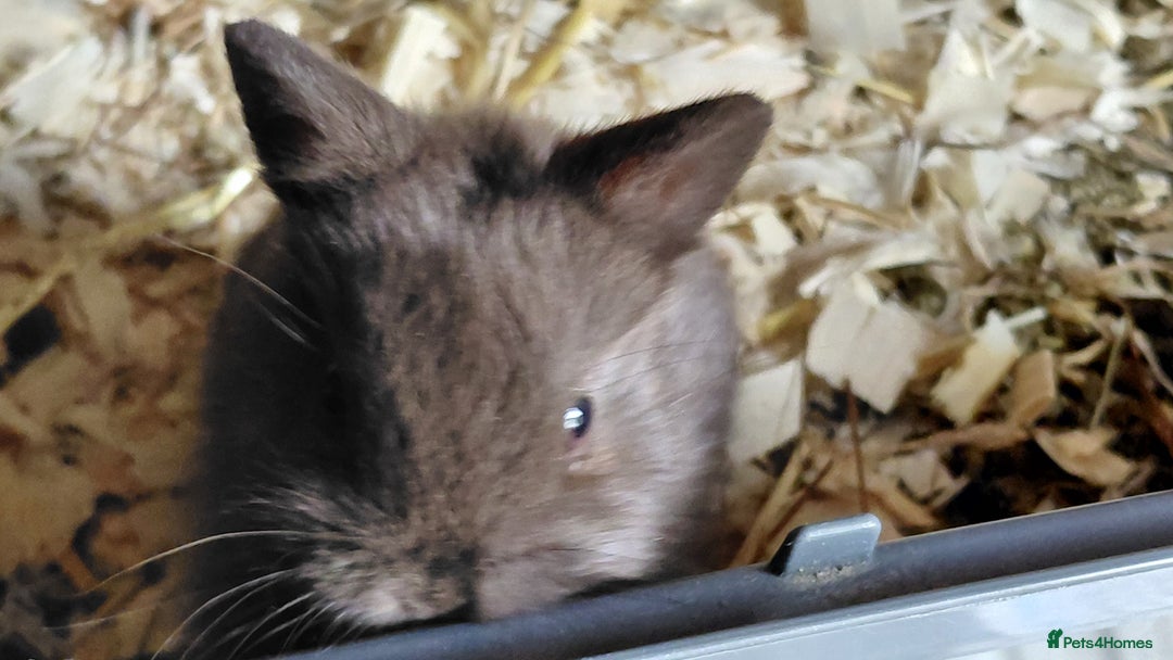 Netherland Dwarf rabbits for sale: Netherland dwarf BLACK & A CHOC BUCK  TO RESERVE  - Advert 20