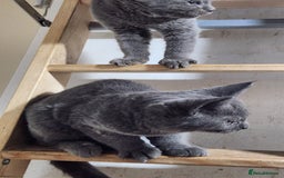 Russian Blue cats for sale: Pure Russian Blue Kittens  - Image 8