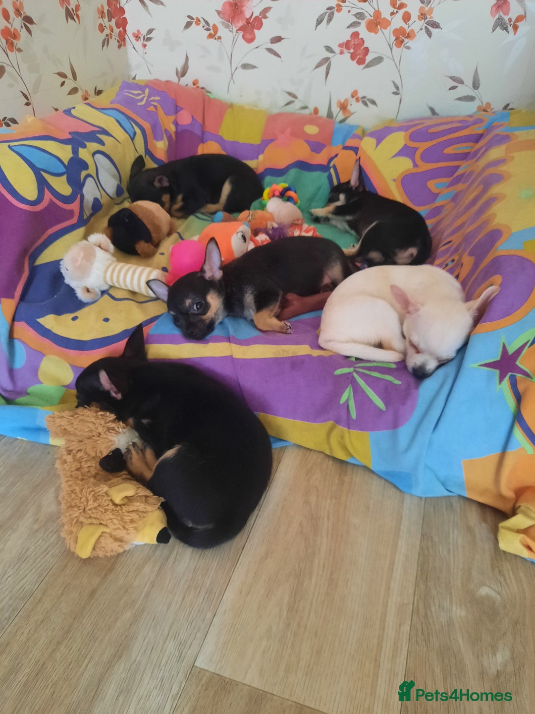 Chihuahua dogs for sale: Lovely chihuahua puppies! - Image 3