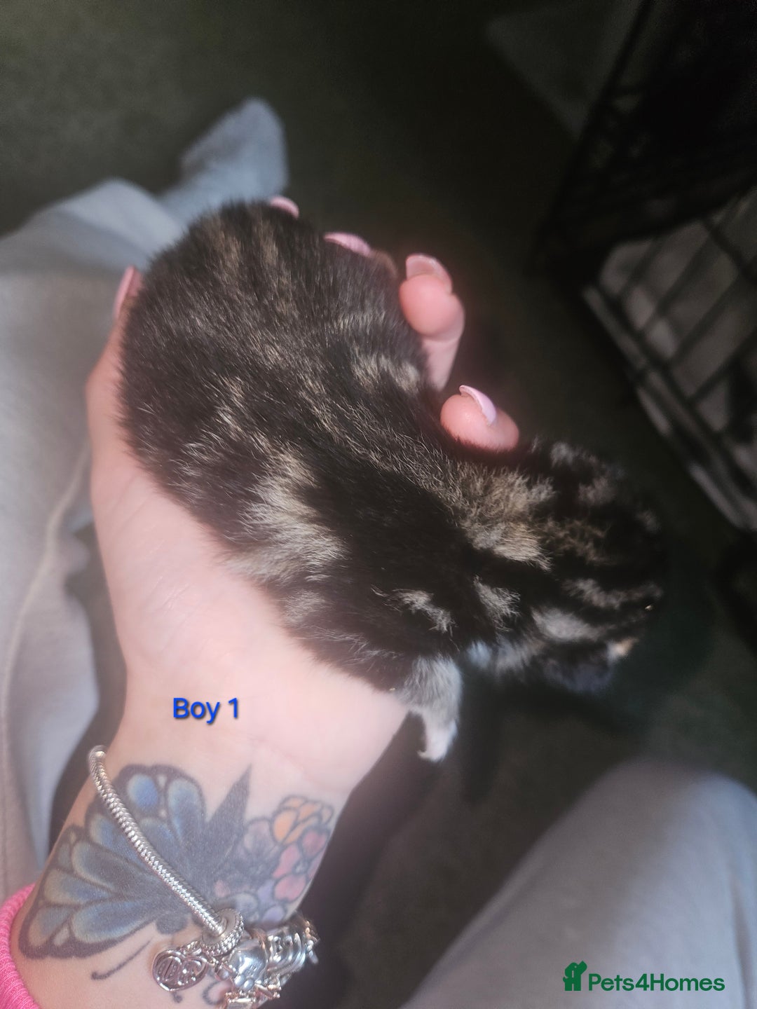 Maine Coon cats for sale: Maine Coon mix kittens - Image 2
