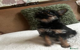 Chorkie dogs for sale: 9 weeks old puppies Yorkshire terrier chihuahuas - Image 19