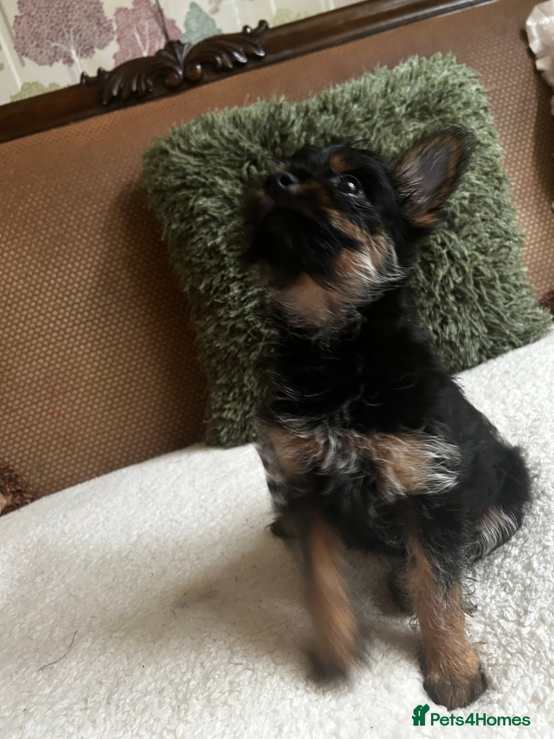 Chorkie dogs for sale: 9 weeks old puppies Yorkshire terrier chihuahuas - Image 19