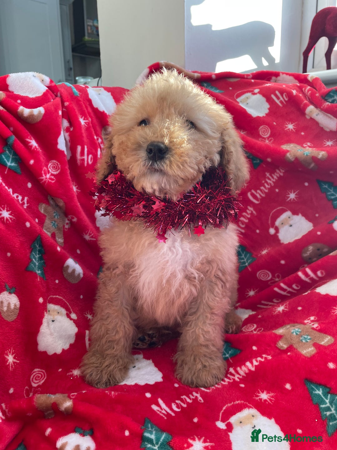 Mixed Breed dogs for sale: 🌟🌟Stunning Australian Cavapoo Puppies 🩷💙 m - Advert 1