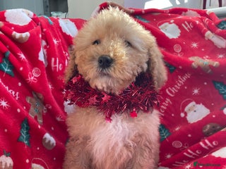 Mixed Breed dogs 🌟🌟Stunning Australian Cavapoo Puppies 🩷💙 m - Advert 5