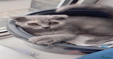 Scottish Fold cats - Advert 10