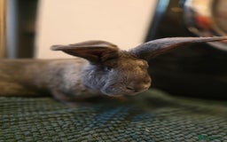 Continental Giant rabbits for sale: Giant Continental Buck - Advert 2