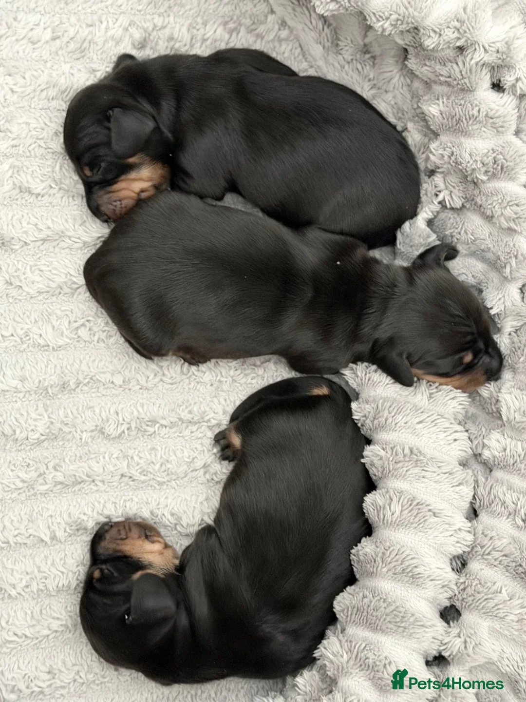 Miniature Dachshund dogs for sale: Black and Tan - Pedigree Miniature Dachshunds - Advert 2