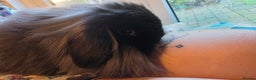 Mini Lion Lop rabbits for sale: 3 mini lion lops girls for sale - Advert 1