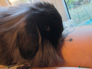 Mini Lion Lop rabbits 3 mini lion lops girls for sale - Advert 3